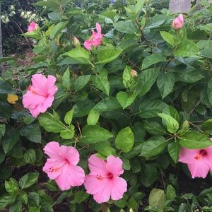 Meet your Posher, Michell